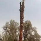 واشنطن امريكي زينه للبيع