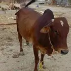 ثور للبيع فاخر من الاخر حلو على السوم