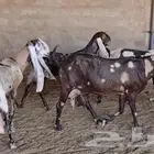 معزا كاموريات فواخر