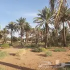 نخل طويل للبيع
