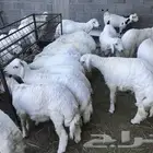 وفرنا جميع انواع