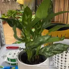 تنسيق حدائق