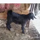 جفره