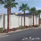 يوجد لدينا نخل واشنطني زينه بكل المقاسات وبسعار مناسبه