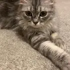 قطط للتبنى