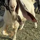 فحل معزا جرم