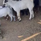تيس بيشي للبيع