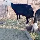 نجدية مضرع 3 اشهر