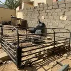 شدا ددسن جديد