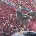 ديك ودجاجه اعمارهن 3شهور ونص للبيع مايشن من شي
