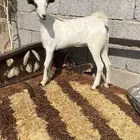 جفره بشيه ماشاء الله