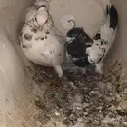 جوز بكستانيه وهزازي وزغلول