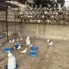 حمام فرنسي منتج لاحم