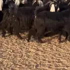للبيع معز مراح واحد مهات بعض وسم واحد مقيه ماهي تجميع