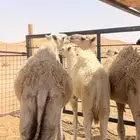 حشو تربيه