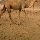 ناقه مهجنه لقحه لها شهر على ولد الذيب بعير ضيف الله العلوني