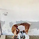 عنز والد مطوره خصم شبب متاوم 2 تيوس صنف