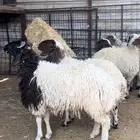 خروف نعيمي بلدي