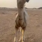 بكره للبيع