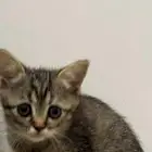 كتين للتبني