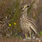 مطلوب كروان سمق