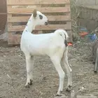 جفره بيشيه فاخره