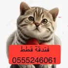 Cat Home 0555 24 6061 Riyadh