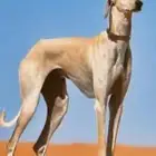 مطلوب سلوقي من السلق العدله ولا نبي مخلوط والله يباركلم