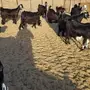 معزى عوارض ممتازة للقناية مواليد ومضاريع 