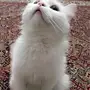 للبيع قطط أو للبدل