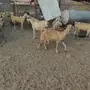 ماعز للبيع