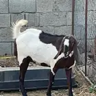 عنزين مصريات حص دفيع فواخر( تم البيع)