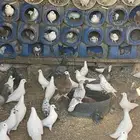 حمام فرنسي العدد 2500زوج واكثر مشروع جاهز البيع عدم التفرغ