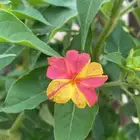 شتلات نبات شب الليل ( الساعه الرابعه )