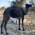 للبيع لقحه الطيبه