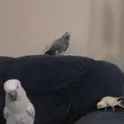 مروض ببغاوات