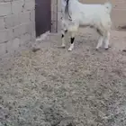 تيس هولندي صنف