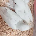 فروخ روز البينو عيون حمر