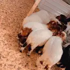 ذبايح لللبيع مع الصلخ والتوصيل