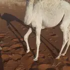 قعود للبيع
