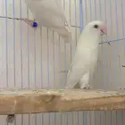 روز البينو مع فروخ