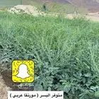 مشاتل التكامل الخضراء الزراعيه