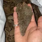 عود سيلاني غابة ادم المشهوره في ادمز