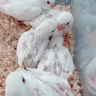 فروخ روز البينو غر