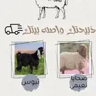 ذبايح ابو حسن شي فاخر من الاخر