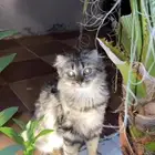 قطط