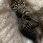 تبني مستجعل
