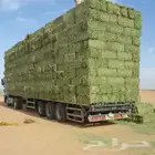 سوق البرسيم والاعلاف بالجمله
