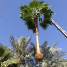 نخل واشنطني