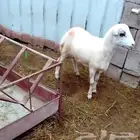 كبش للبيع